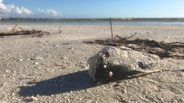 Changing Seas | Toxic Waters