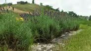 Loess Hills Lavender Farm