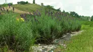 Loess Hills Lavender Farm