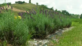 Loess Hills Lavender Farm