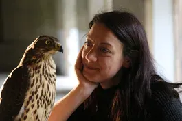 H is for Hawk: A New Chapter