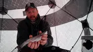 Preview of Coldwater Trout