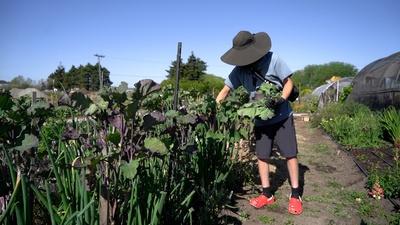 Urban Tilth