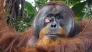 First ape ever seen using medicinal plant to treat wound