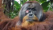 First ape ever seen using medicinal plant to treat wound