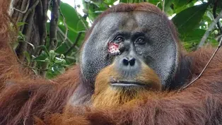 First ape ever seen using medicinal plant to treat wound