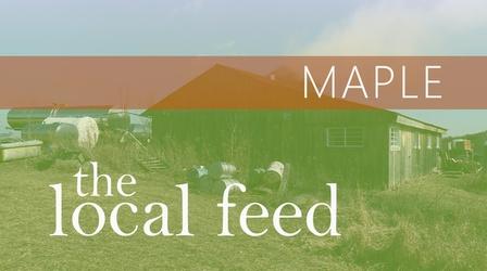 Video thumbnail: The Local Feed Maple | Mapleland Farms
