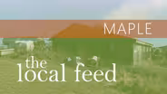 Maple | Mapleland Farms