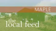 Maple | Mapleland Farms