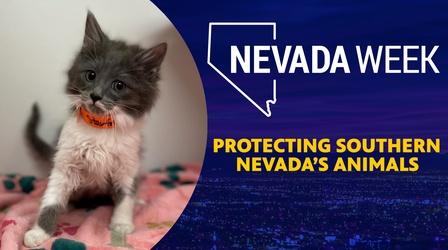 Video thumbnail: Nevada Week Protecting Southern Nevada’s Animals