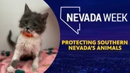 Protecting Southern Nevada’s Animals
