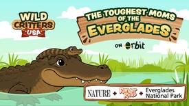 The Toughest Moms of the Florida Everglades | Wild Critters USA: asset-mezzanine-16x9