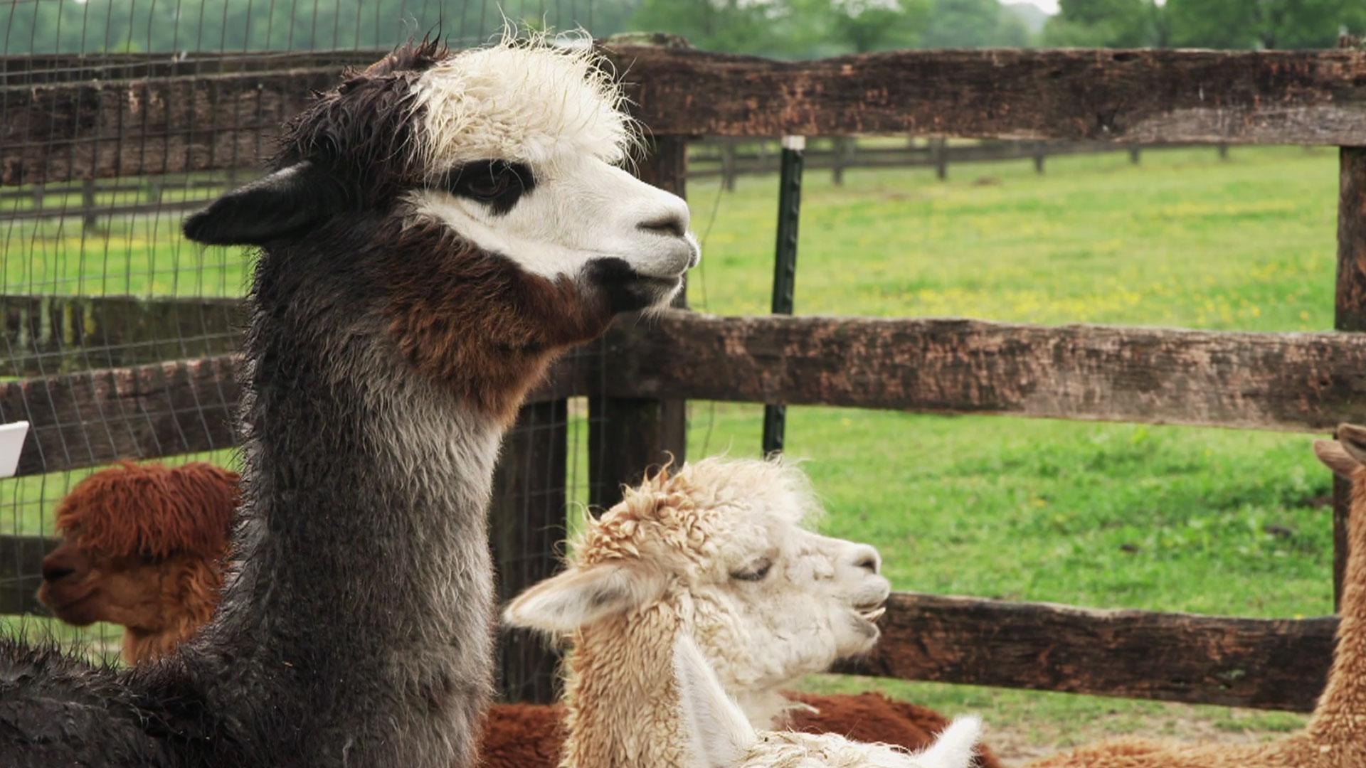 Painted Sky Alpaca Farm Sweaters, Rye Grain and Bluegrass Blues, One Boujee Steak Sandwich.