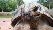 Are there animals or plants that can live forever?