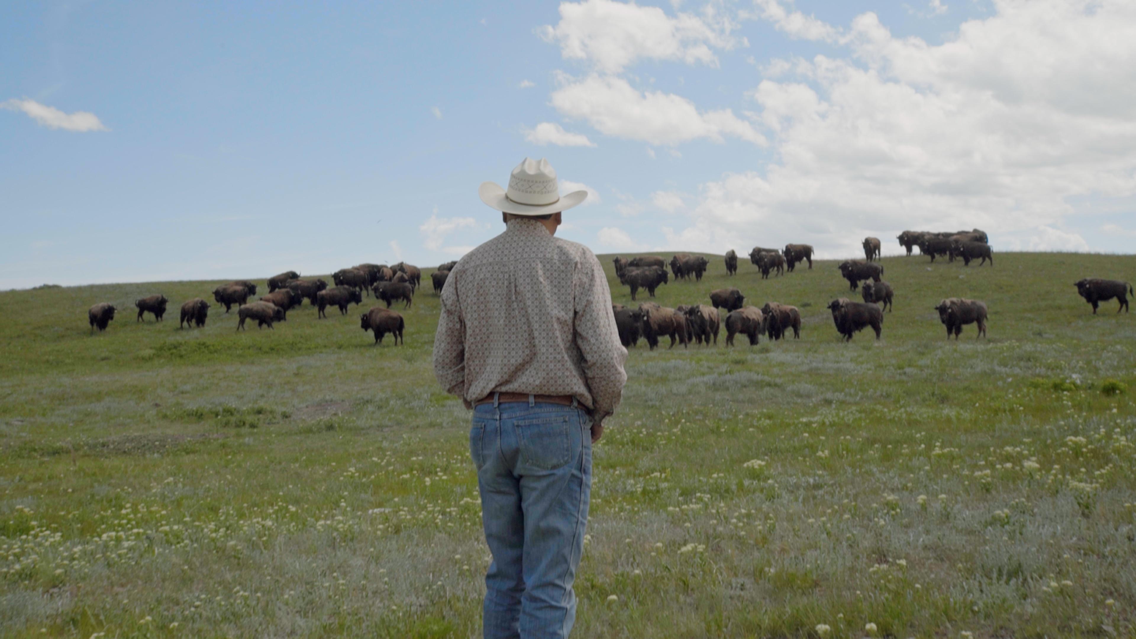 Blackfoot tribe lead triumphant restoration of buffalo, culture & land in BRING THEM HOME.
