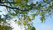 Native Food Plants