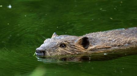 Busy Beavers | Backyard Nature