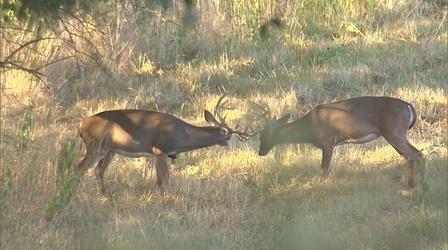 Video thumbnail: Kentucky Afield Deer Season; Sandhill Crane Season