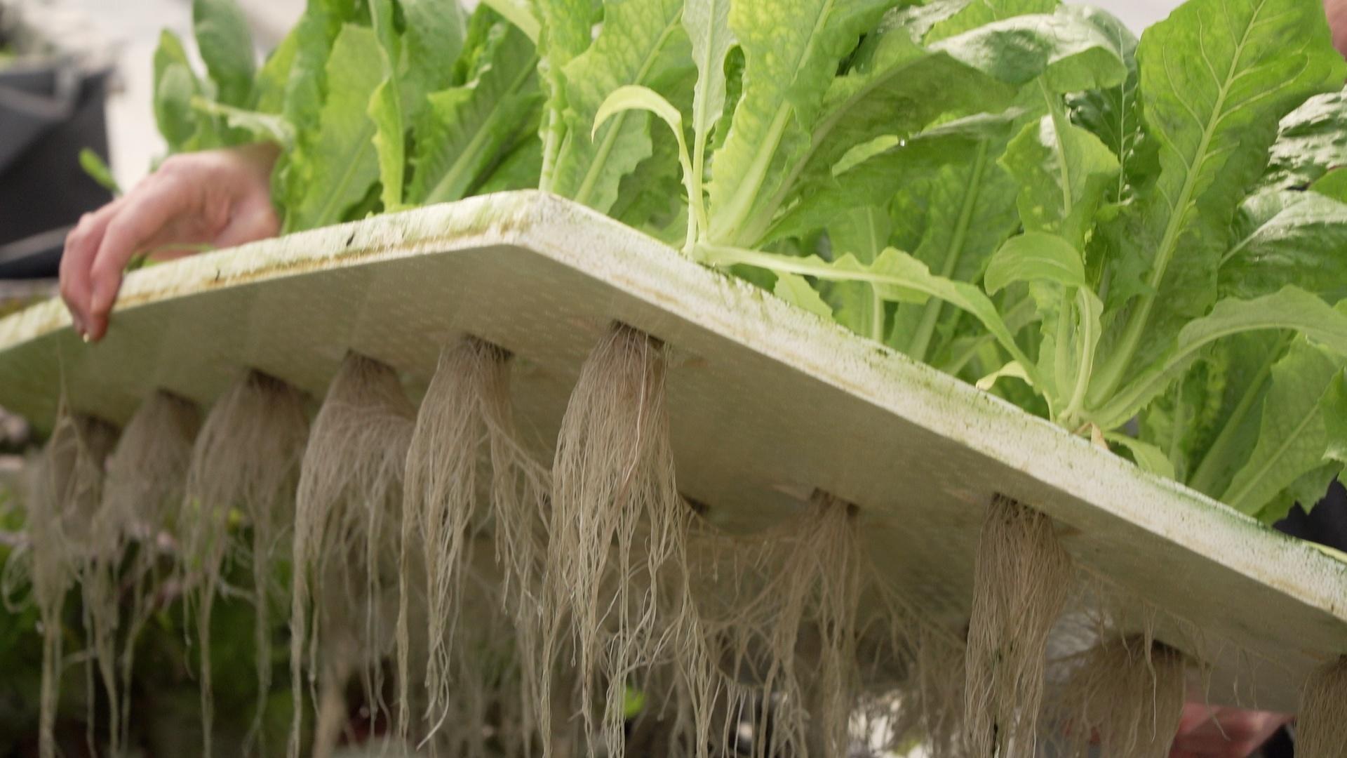 Lettuce growing through holes in a piece of Styrofoam. 