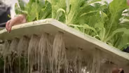 What if Farming Didn’t Need Soil?