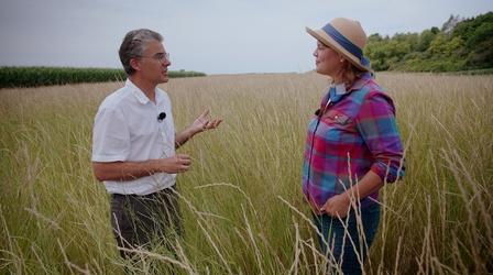 Video thumbnail: Around the Farm Table Preview: Kernza in Wisconsin