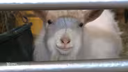 Animal Sanctuaries