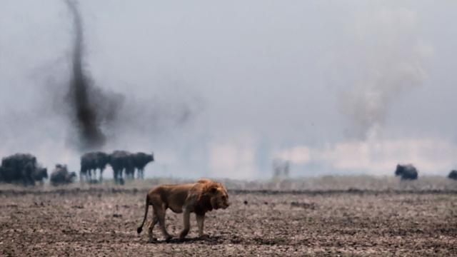 Nature | Preview of Katavi: Africa's Fallen Paradise: Purgatory