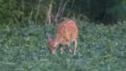 White-Tailed Deer - Odocoileus virginianus