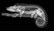 Zoo x-rays