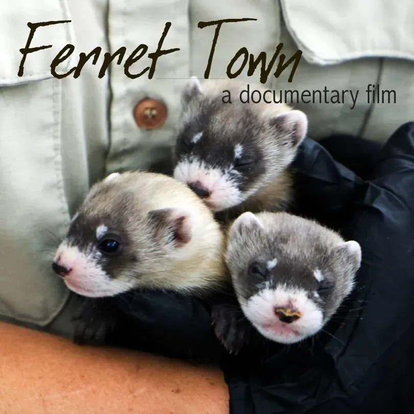 Ferret Town