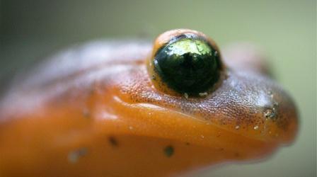 Video thumbnail: Deep Look Ensatina Salamanders Are Heading For a Family Split