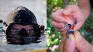 Diving in Ice and Smashing Bugs