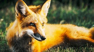 cat fox