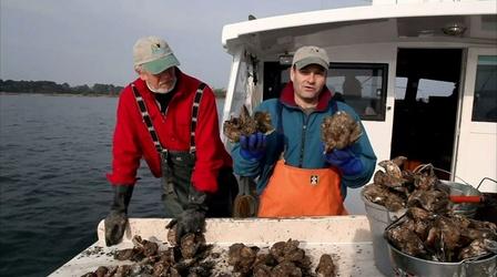 Video thumbnail: Earth Focus Chesapeake: Can Oysters Save the Bay?