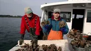 Chesapeake: Can Oysters Save the Bay?