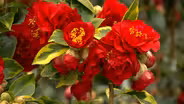 Volunteer Gardener 3315