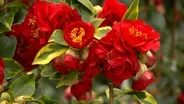 Volunteer Gardener 3315