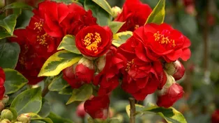 Volunteer Gardener 3315