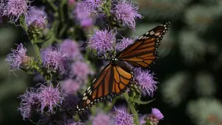 Grass Seed in the Courtyard & Fall Pollinator Help