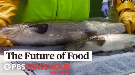 Video thumbnail: PBS NewsHour This genetically engineered salmon may hit U.S. in 2020