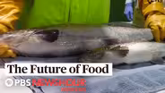 This genetically engineered salmon may hit U.S. in 2020
