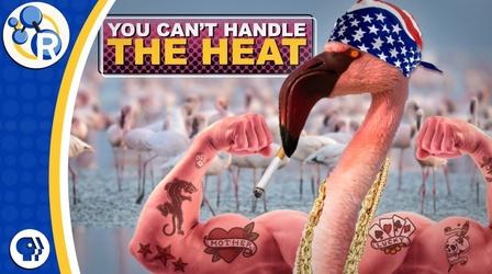Video thumbnail: Reactions Why Flamingos Are Pink and HARDCORE