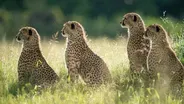 Protecting Africa's Big Cats