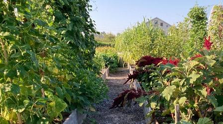 Video thumbnail: My World Too Heirloom, Hybrid, GMO Seeds and Clean Air Now