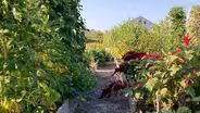 Heirloom, Hybrid, GMO Seeds and Clean Air Now