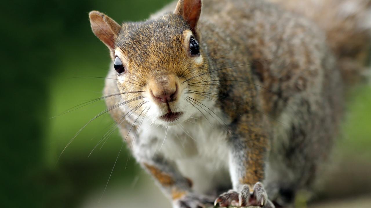Nature | Squirrel Obstacle Course