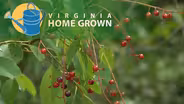 Foraging for Edible Plants