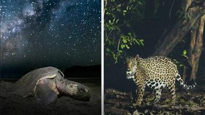 How Jaguars Are Saving Sea Turtles