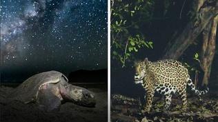 How Jaguars Are Saving Sea Turtles