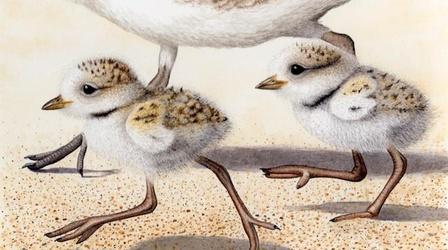 Video thumbnail: Oregon Art Beat Nora Sherwood, flora and fauna illustration | K-12